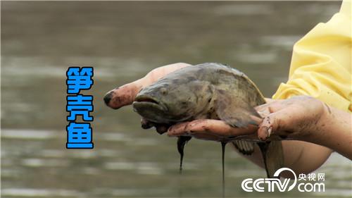 [致富经]倒霉阿强养怪鱼 蔫了吧唧赚大钱 20180823 