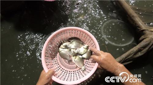 [致富经]倒霉阿强养怪鱼 蔫了吧唧赚大钱 20180823 