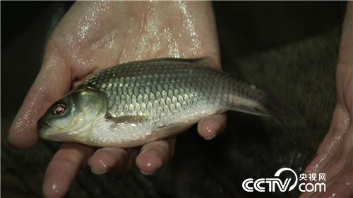 [致富经]倒霉阿强养怪鱼 蔫了吧唧赚大钱 20180823 