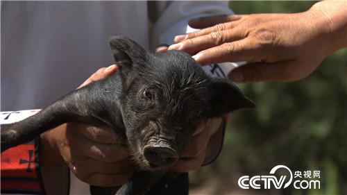 致富经：骗回藏<a href=https://www.zhifujing.org/special/xiangzhu/ target=_blank class=infotextkey>香猪</a> 一斤能卖一百多(20170815)