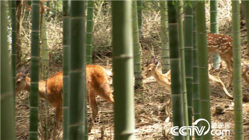 [致富经]上门女婿深山养鹿 一年卖出5000万 20180828 