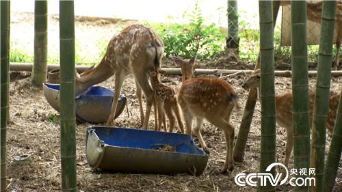 [致富经]上门女婿深山养鹿 一年卖出5000万 20180828 