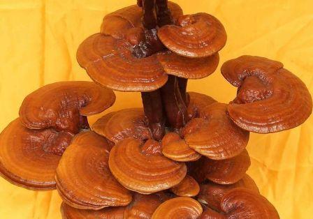 &ccedil;&micro;&egrave;&aelig;&nbsp;&frac12;&aring;&sup1;