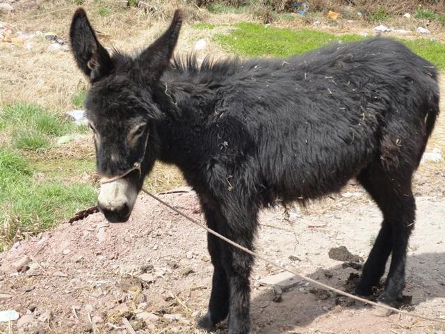 <a href=https://www.zhifujing.org/special/yanglv/ target=_blank class=infotextkey>&aring;&raquo;&eacute;&copy;&acute;</a>&egrave;&micro;&eacute;&plusmn;&aring;&iuml;&frac14;&aring;&deg;&aring;&iquest;&eacute;&iquest;&egrave;&para;&aelig;&sup3;&iexcl;&aelig;&sup2;&laquo;&ccedil;&nbsp;&acute;&ccedil;&shy;