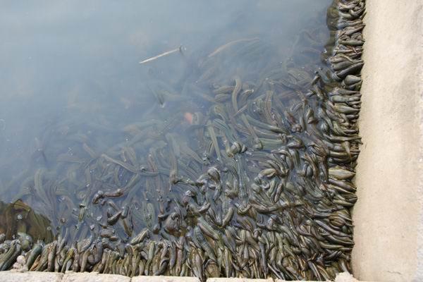 &aelig;&deg;&acute;&egrave;&shy;&aring;&raquo;&aelig;&reg;