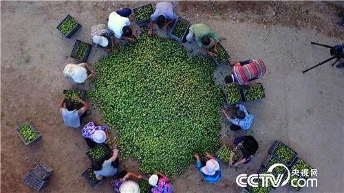 致富经：神奇核桃年卖800万(20170912)