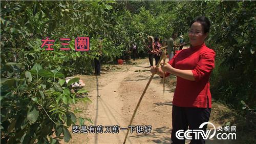 致富经：神奇核桃年卖800万(20170912)