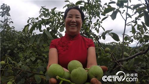 致富经：神奇核桃年卖800万(20170912)
