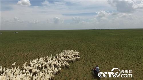 [致富经]上门女婿巧卖羊 一只价值7000元 20181011 