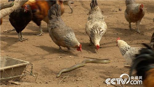 [致富经]笨鸡遇上聪明汉 奇招赚来上千万 20181023 