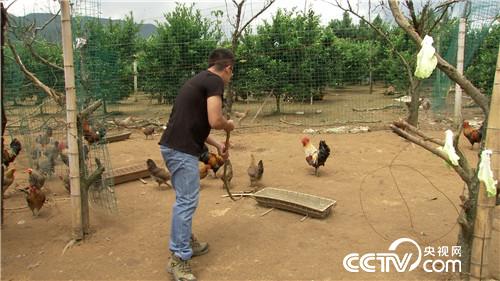 [致富经]笨鸡遇上聪明汉 奇招赚来上千万 20181023 