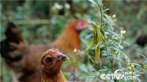 [致富经]笨鸡遇上聪明汉 奇招赚来上千万 20181023 