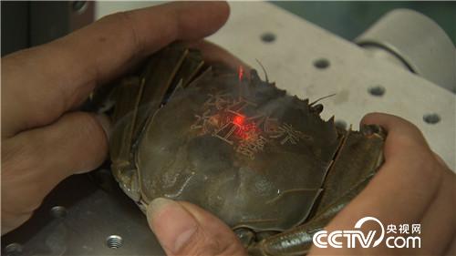 [致富经]把鱼送上&ldquo;跑步机&rdquo; 他的财富真稀奇 20181025 