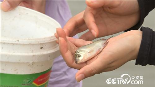 [致富经]把鱼送上&ldquo;跑步机&rdquo; 他的财富真稀奇 20181025 