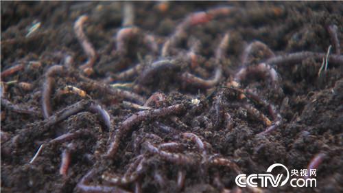 [致富经]父亲一句话 孝子千万财 20181024 