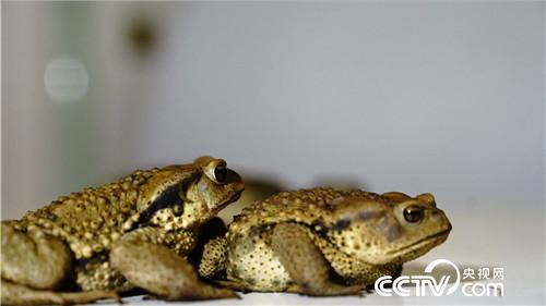 [致富经]父亲一句话 孝子千万财 20181024 