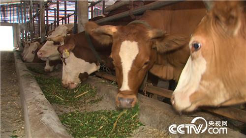 [致富经]父亲一句话 孝子千万财 20181024 