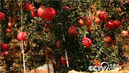 [致富经]卖掉杭州五套房 只为一种特殊石榴 20181101 