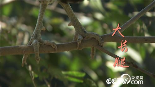 [致富经]退休校长养飞鸡 一枚蛋卖9.9元 20181107