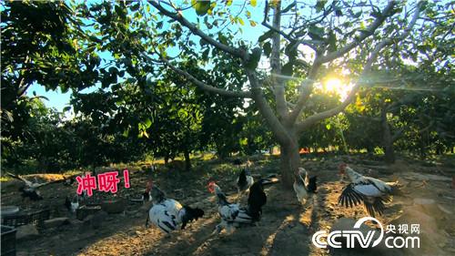 [致富经]退休校长养飞鸡 一枚蛋卖9.9元 20181107