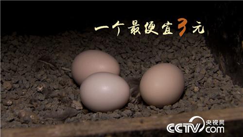[致富经]退休校长养飞鸡 一枚蛋卖9.9元 20181107