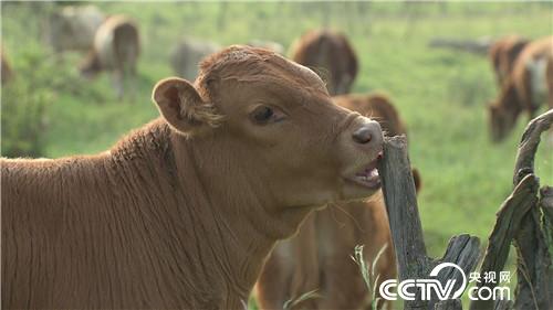 [致富经]敢折腾 够野性 有欲望的亿万富姐 20181108 