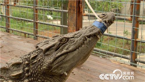 [致富经]陆地水里都赚钱 两个产业 3亿财富 20181115 