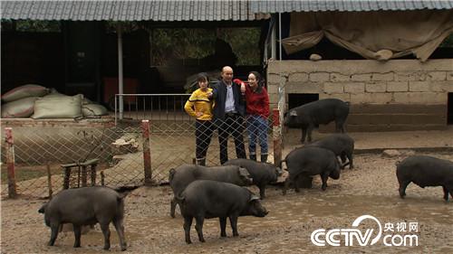 [致富经]90后姐妹花怪招养黑猪 一头多卖2000多元 20181113 