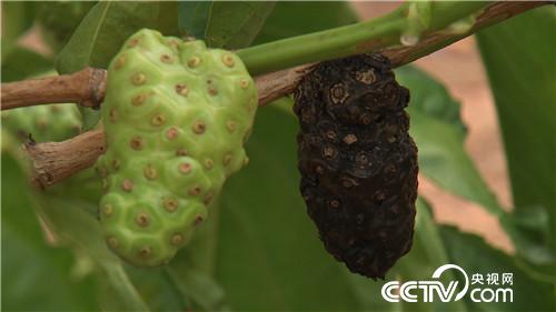 [致富经]臭美小伙子 臭果发大财 20181114 