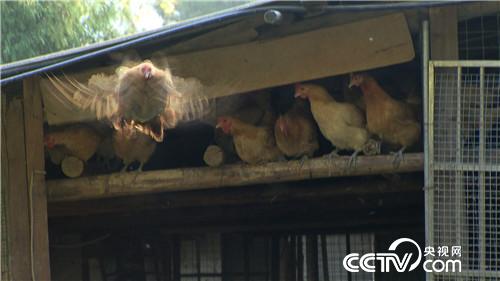 [致富经]赶鸡上树 把赔钱的生意做成年入800万 20181120 