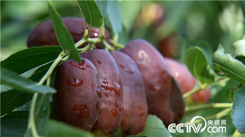 [致富经]白了头发 红了财富 他把黄沙变黄金 20181119 