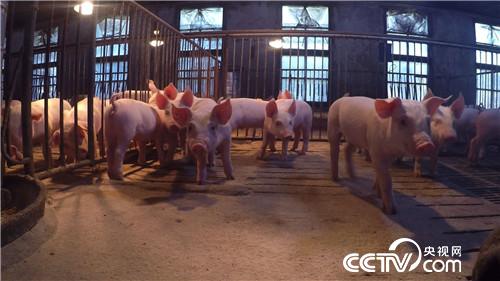 美女老师快乐养猪 一头多卖3000多元