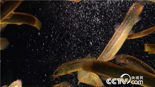 [致富经]2万元2亩地 父子闹崩后迎来千万财 20181121 