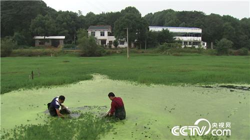 致富经：水面上漂来的财富(20171120)